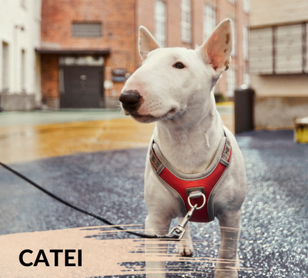 PetShop Catei
